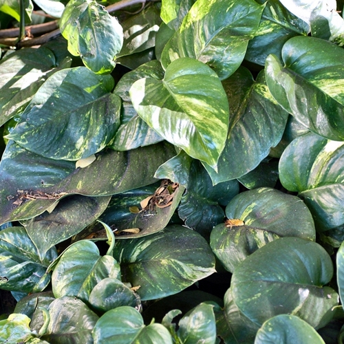 Apartment living got you down? There are 'plant'-y of choices to get green!