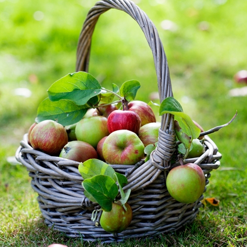 Fall diet refresh: What to eat this season