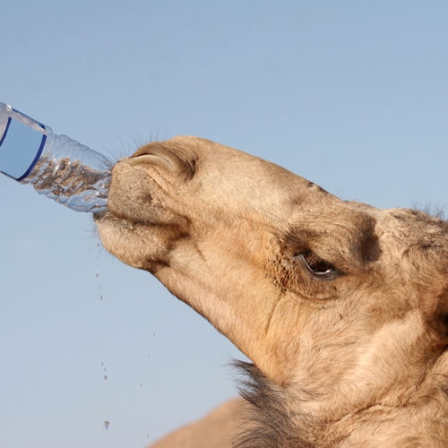 Hip and healthy ways to tote H2O